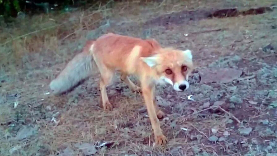 Россиян предупредили о главных переносчиках бешенства в городах