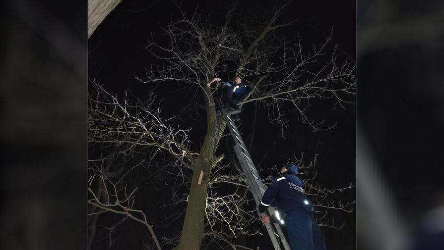 В Таганроге ребенок застрял на дереве, пытаясь спасти кота