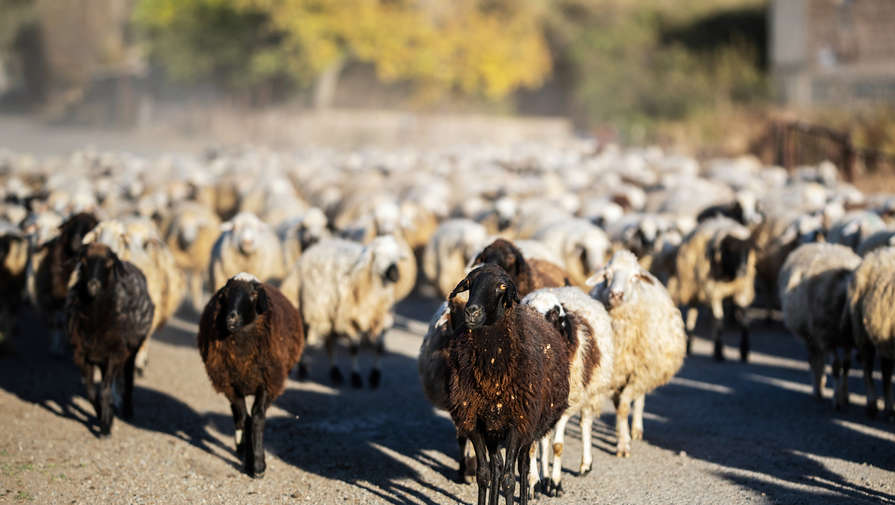 Житель Нижнего Тагила украл у фермера более 60 баранов и овец на арендованном автомобиле