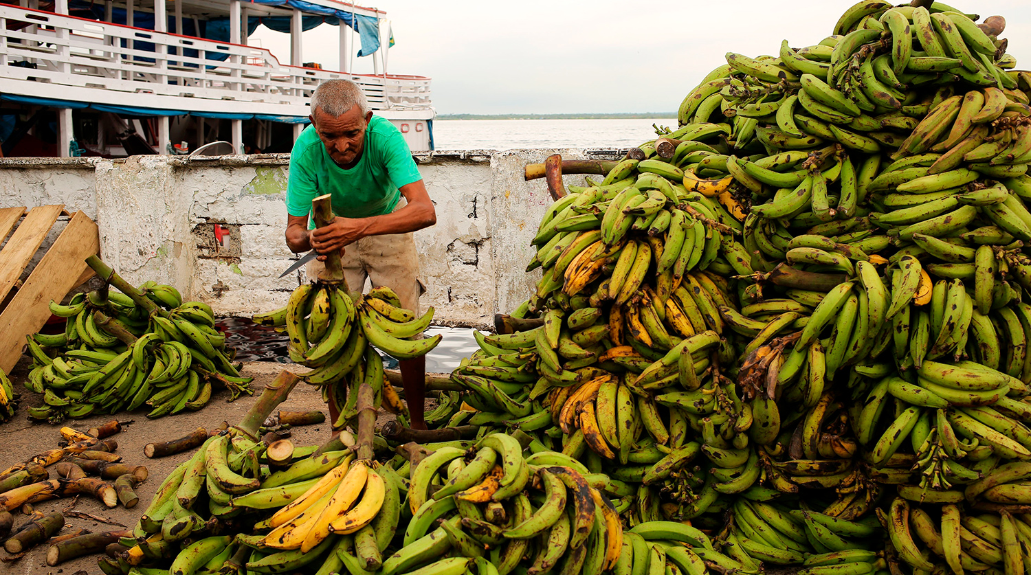 Бананы растут в россии. Банановые плантации в Эквадоре. Плантации бананов в Эквадоре. Банановый Эквадор латинская Америка. Эквадор бананы плантации.