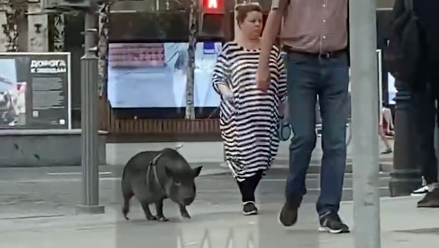 В центре Москвы заметили женщину, выгуливающую огромную свинью на поводке