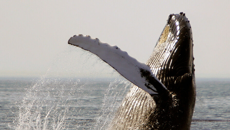 Гигантский горбатый кит на Курилах помахал ластой рыбакам