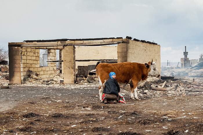 Женщина доит корову на&nbsp;сгоревшей улице деревни Новокурск Республики Хакасия