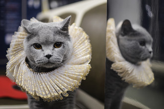 Британский кот
