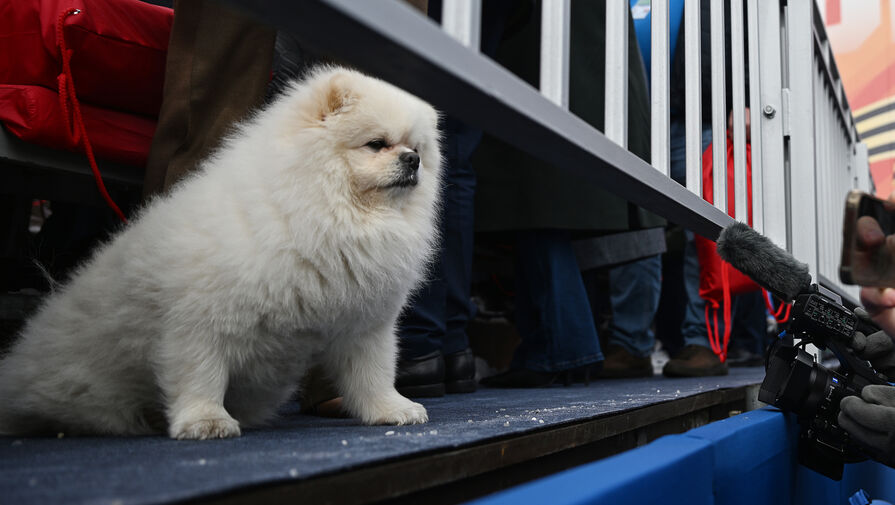 В Германии назвали собаку Лукашенко отвлекающим маневром на параде Победы