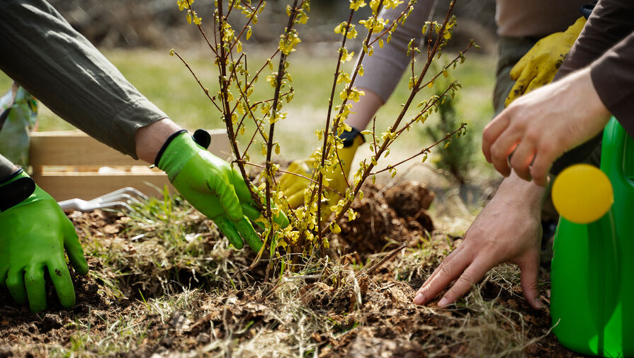 Волонтеры посадили 27-миллионное дерево 