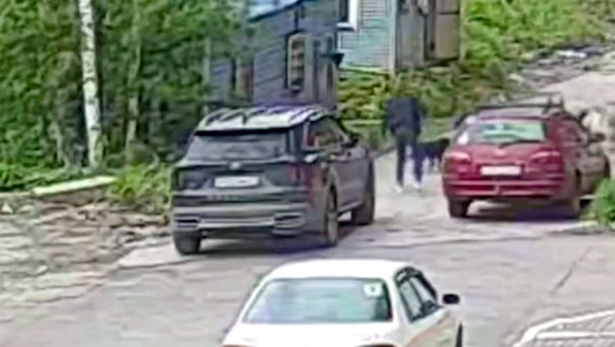 На томского депутата напали бездомные собаки
