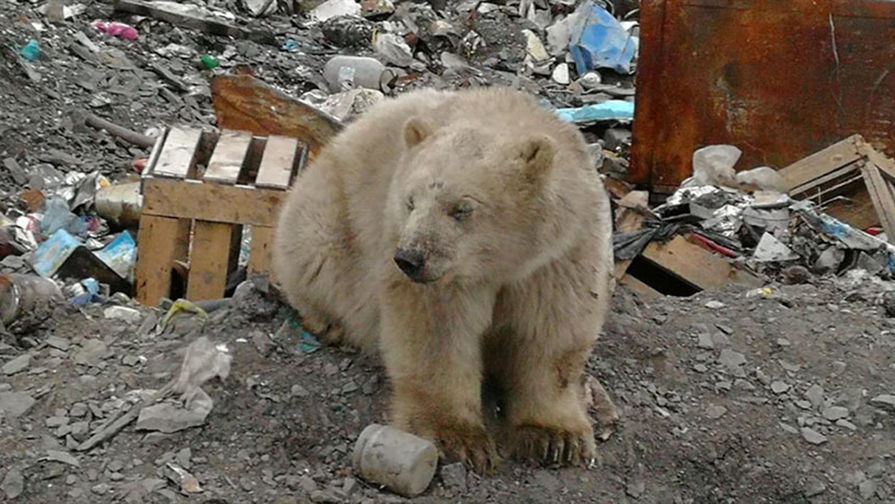 Нашествие белых медведей на&nbsp;Новой Земле, февраль 2019 года