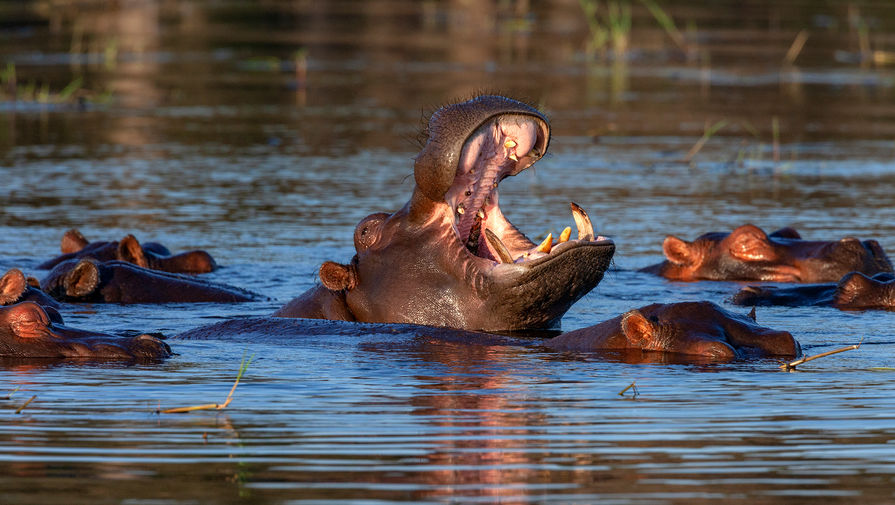 Засуха в Ботсване угрожает уничтожить стада вымирающих бегемотов