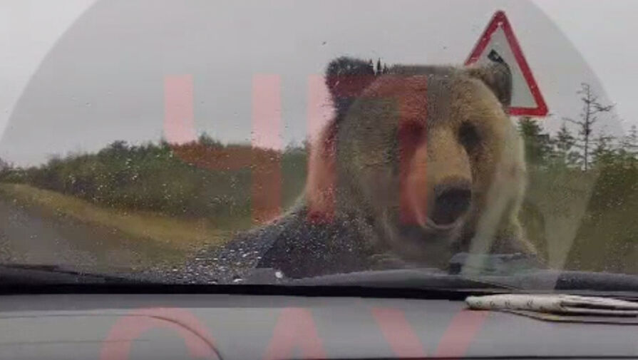 Медведь напал на машину с людьми на Сахалине