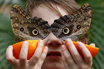 Пятилетний мальчик с бабочками в руках в Музее естественной истории в Лондоне