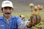 Фермер с картофелиной в виде Микки Мауса на поле в Гренландии, 2004 год