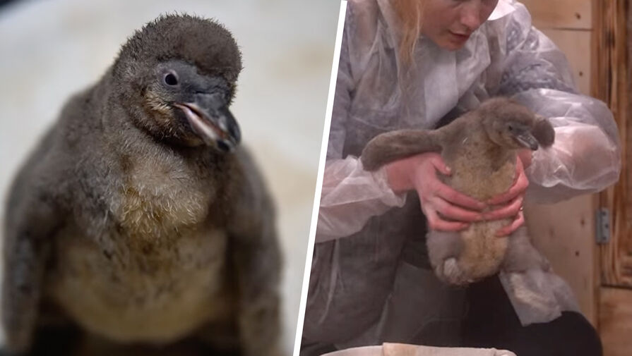 В Новосибирском зоопарке показали знакомство новорожденного пингвина с семьей