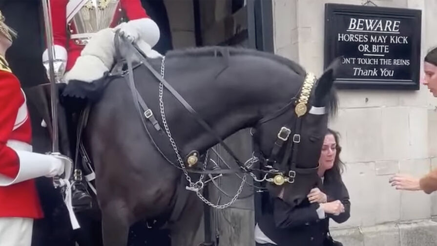 Лошадь британской Королевской гвардии покусала американскую туристку