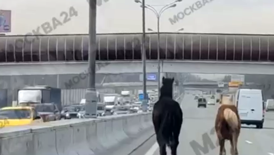 В Москве не могут поймать лошадей, бежавших по МКАДу