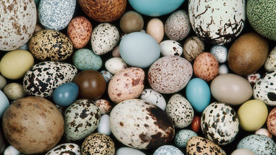 Яйца разных птиц фото