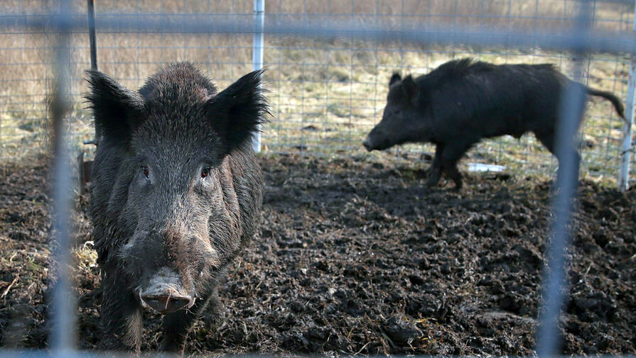 Суд в Иркутской области вынес приговор хозяину свиньи, от укуса которой умер человек