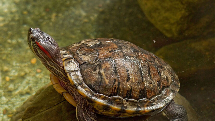 Ветеринар объяснила, как ухаживать за домашними черепахами