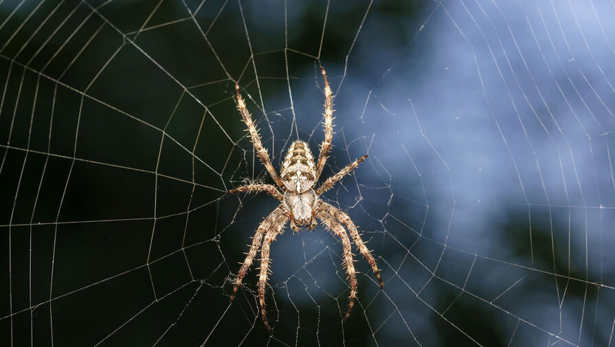 Россиянам рассказали, опасны ли для человека пауки средней полосы