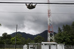 Ленивец на электропроводах в Панаме
