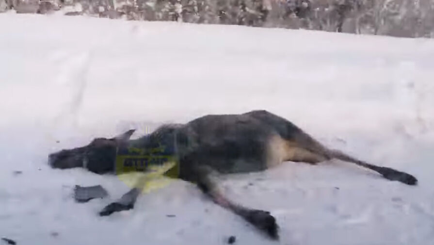 Три автомобиля сбили одного лося в Мурманской области