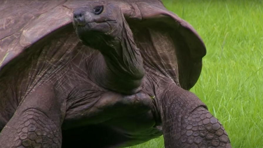 Старейшее наземное животное в мире черепаха Джонатан отметила свое 190-летие