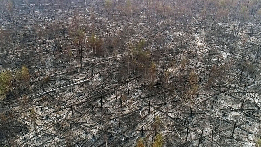 Лесные пожары нанесли экономике РФ ущерб на сумму 7 млрд рублей