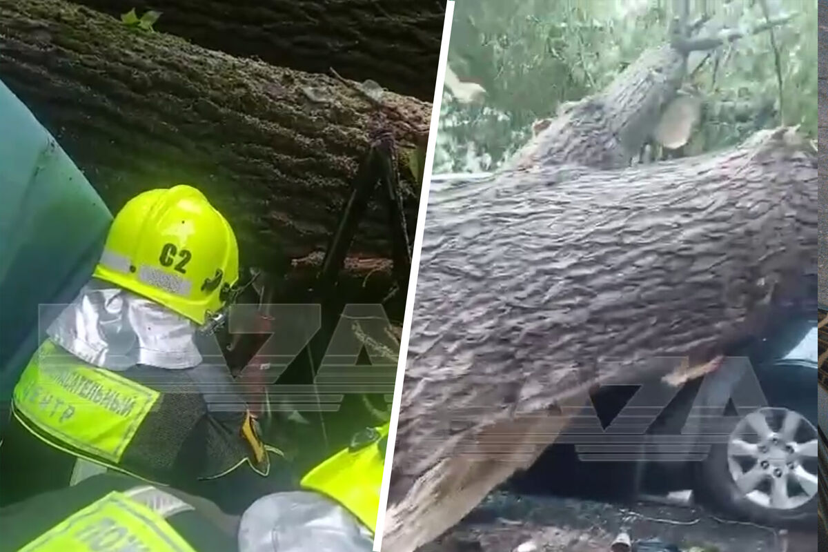 Появилось видео, как извлекают водителя из авто, придавленного деревом -  Газета.Ru | Новости