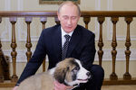 Владимир Путин в подмосковной резиденции Ново-Огарево со своей собакой Баффи, 2010 год.