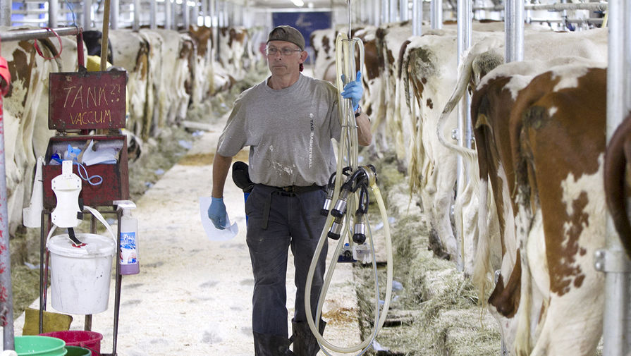 Фермеры в США выбрасывают миллионы тонн лишней молочной продукции