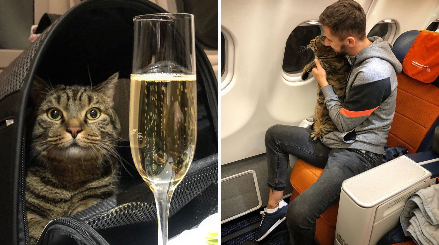 В самолет можно кот. Кошка в самолете. Котенок в самолете. Кошка в поезде.