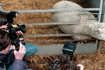 Журналисты фотографируют овечку Долли