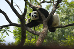 Гигантская панда реагирует на посетителей зоопарка в Пекине, 3 мая 2023 года