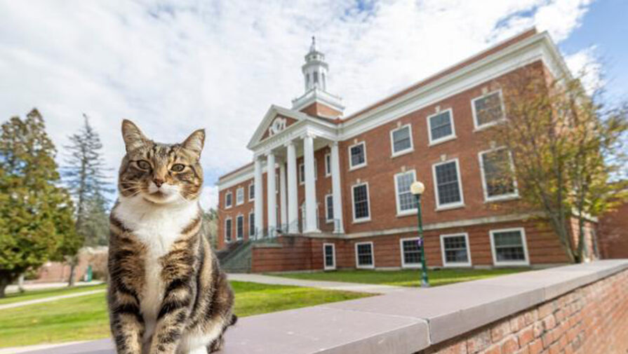 В США коту присвоили почетную степень доктора литературы