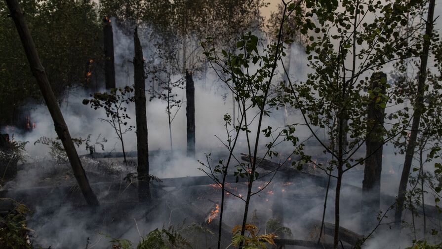 МЧС сообщило об увеличении площади природных пожаров в Казахстане в 4,5 раза за сутки