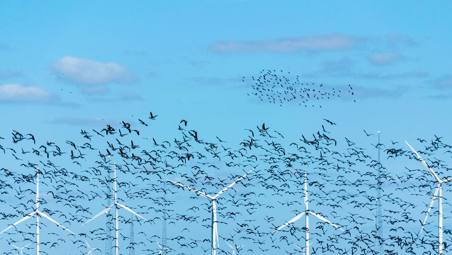 Исследование показало, что птицы разбиваются об ветряки при миграции