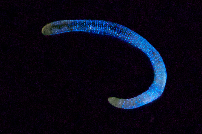 Светящийся червь (Fridericia heliota)