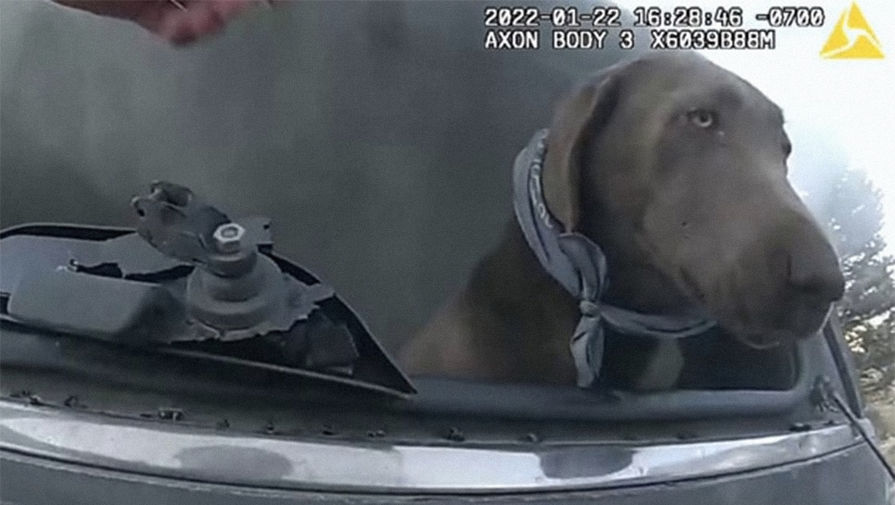 Полицейский спас собаку из горящей машины и стал героем в соцсетях