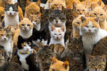 Коты японского острова Аошима