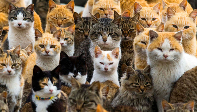 Коты японского острова Аошима