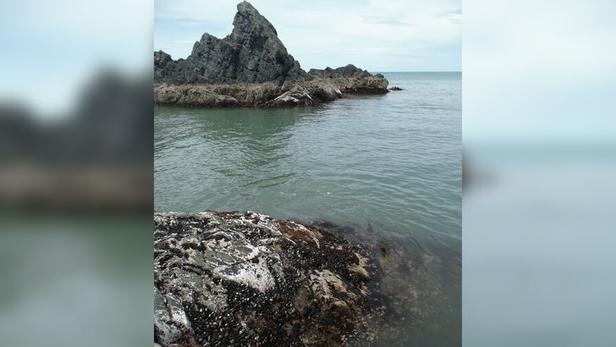 Генетический анализ водорослей позволил обнаружить древнее землетрясение