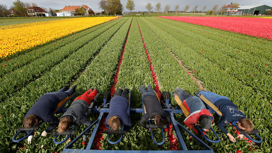 Работники фермы во время срезания тюльпанов в&nbsp;общине Ден-Хелдер, Нидерланды, 22&nbsp;апреля 2017&nbsp;года