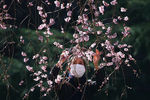 Посетительница в маске фотографирует цветение сакуры в парке Синдзюку-Геэн в Токио, 11 марта 2020 года 