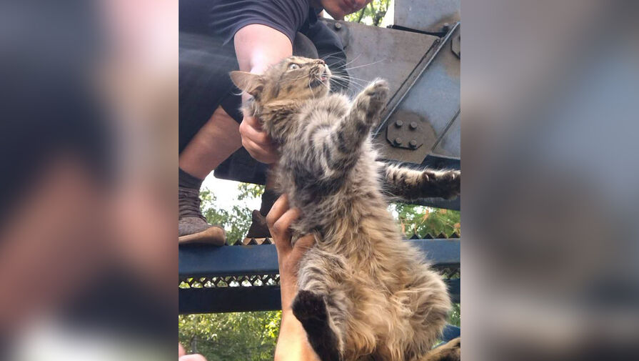 В Москве с помощью автовышки спасли котенка, просидевшего четыре дня на дереве
