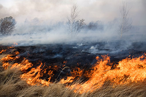 В России началась пора лесных пожаров