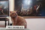 Кот по кличке Марай в Серпуховском историко-художественном музее