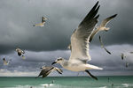 Птицы на пляже Майами-Бич (курортный город в штате Флорида). Майами и его окрестности уже давно стали домом для многих россиян