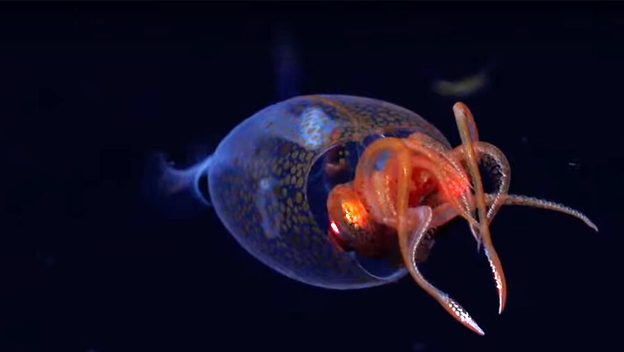 Названо животное, пережившее крупнейшее вымирание на Земле и захватившее океаны