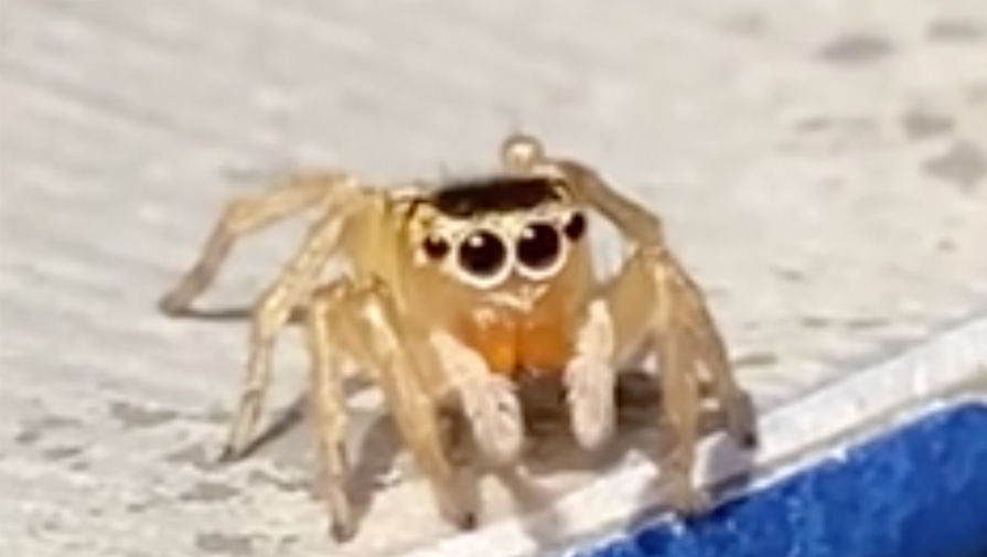 В Австралии нашли паука, похожего на Элтона Джона