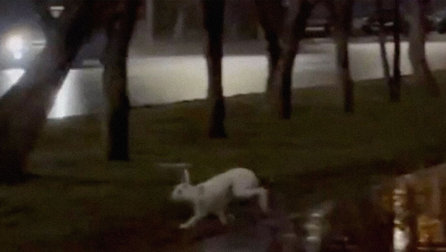 Очевидцы засняли белого зайца, прибежавшего в кемеровский парк